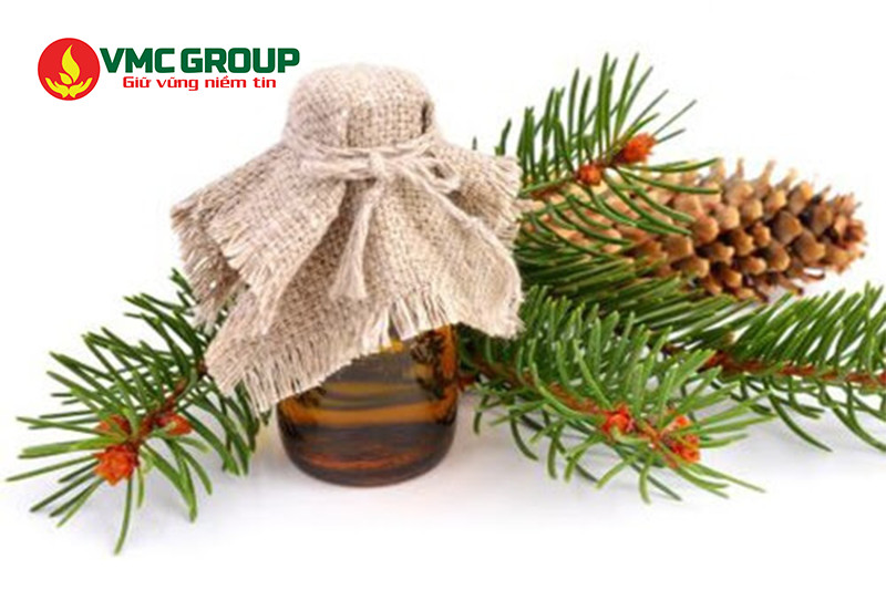 Tinh dầu thông nhiều lợi ích đặc biệt